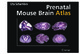 Prenatal Mouse Brain Atlas / Schambra, Uta